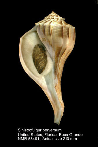 Sinistrofulgur perversum (3).jpg - Sinistrofulgur perversum (Linnaeus,1758)